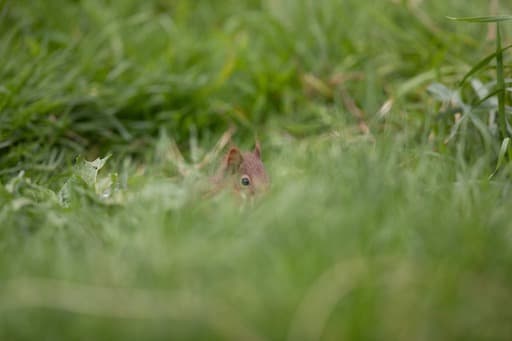 Red Squirrel (Credit Sue Johnson)