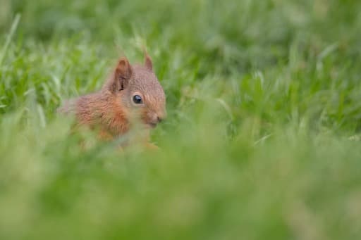 Red Squirrel (Credit Sue Johnson)