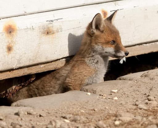 Fox Cub