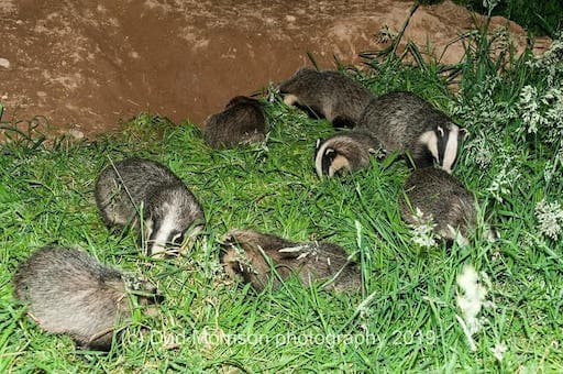 Badgers