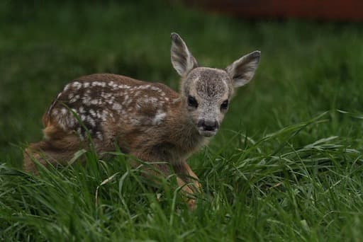 Roe Deer (Credit Katy Rewston)