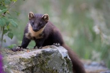 Pine Marten (Credit Sue Johnson)