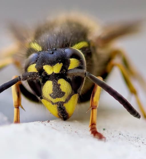 Wasp