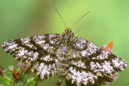 Common Heath Female