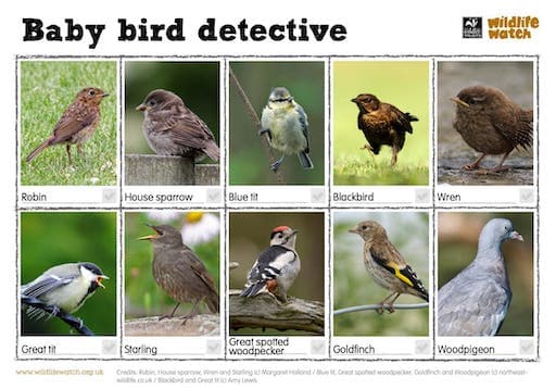 Baby Bird Detective Worksheet (PDF)