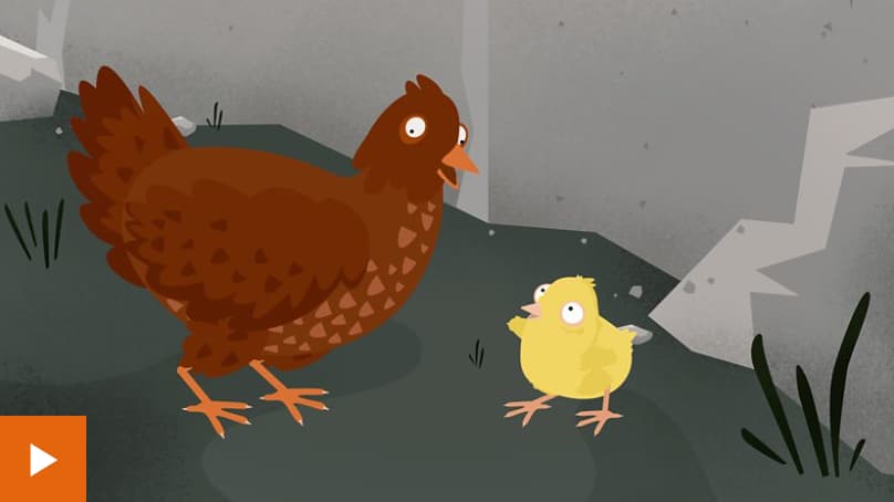 BBC What are Birds?