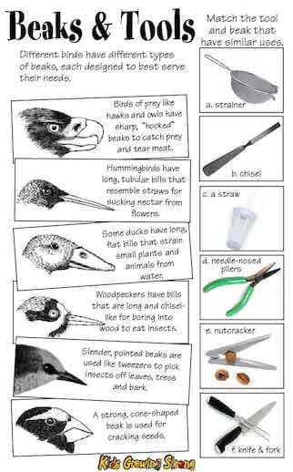 Beaks and Tools Worksheet (PDF)