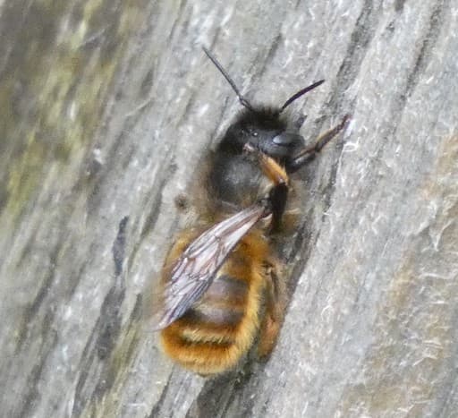 Red Mason Bee