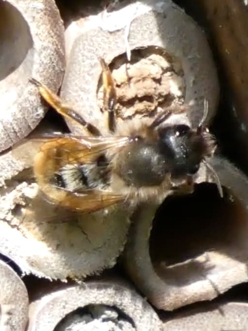 Red Mason Bee