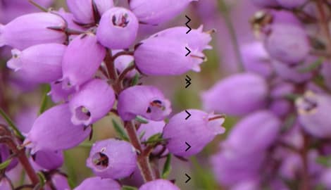 Bell Heather