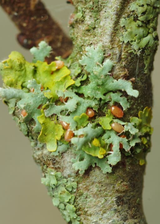 Small Egg Cluster - Probably November Moth