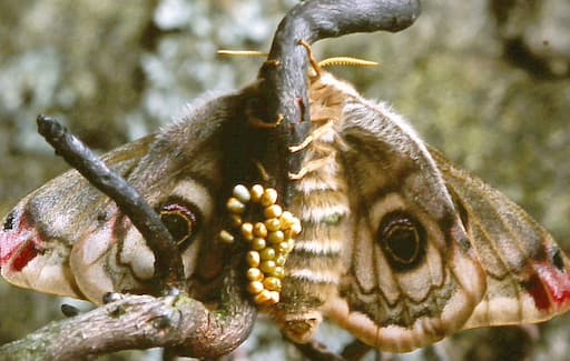 Emperor Moth Female Egg Laying
