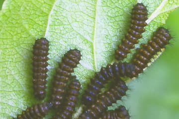 Emperor Moth Caterpillar
