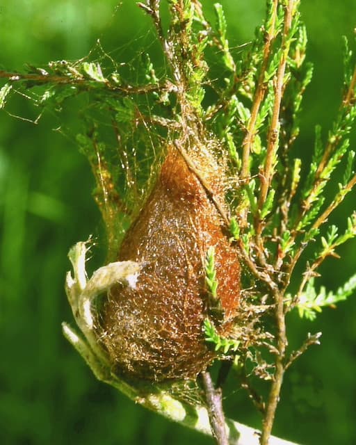 Emperor Moth Cocoon