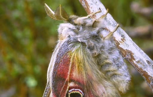 Emperor Moth