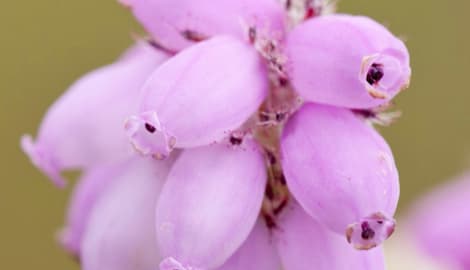 Bell Heather