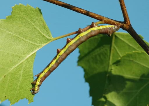 Lesser Swallow Prominent Caterpillar Feeding