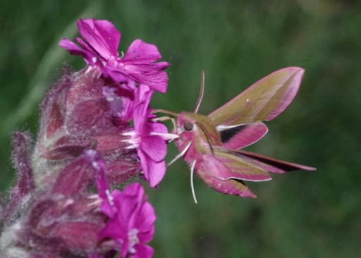 Elephant Hawk-Moth Nectaring