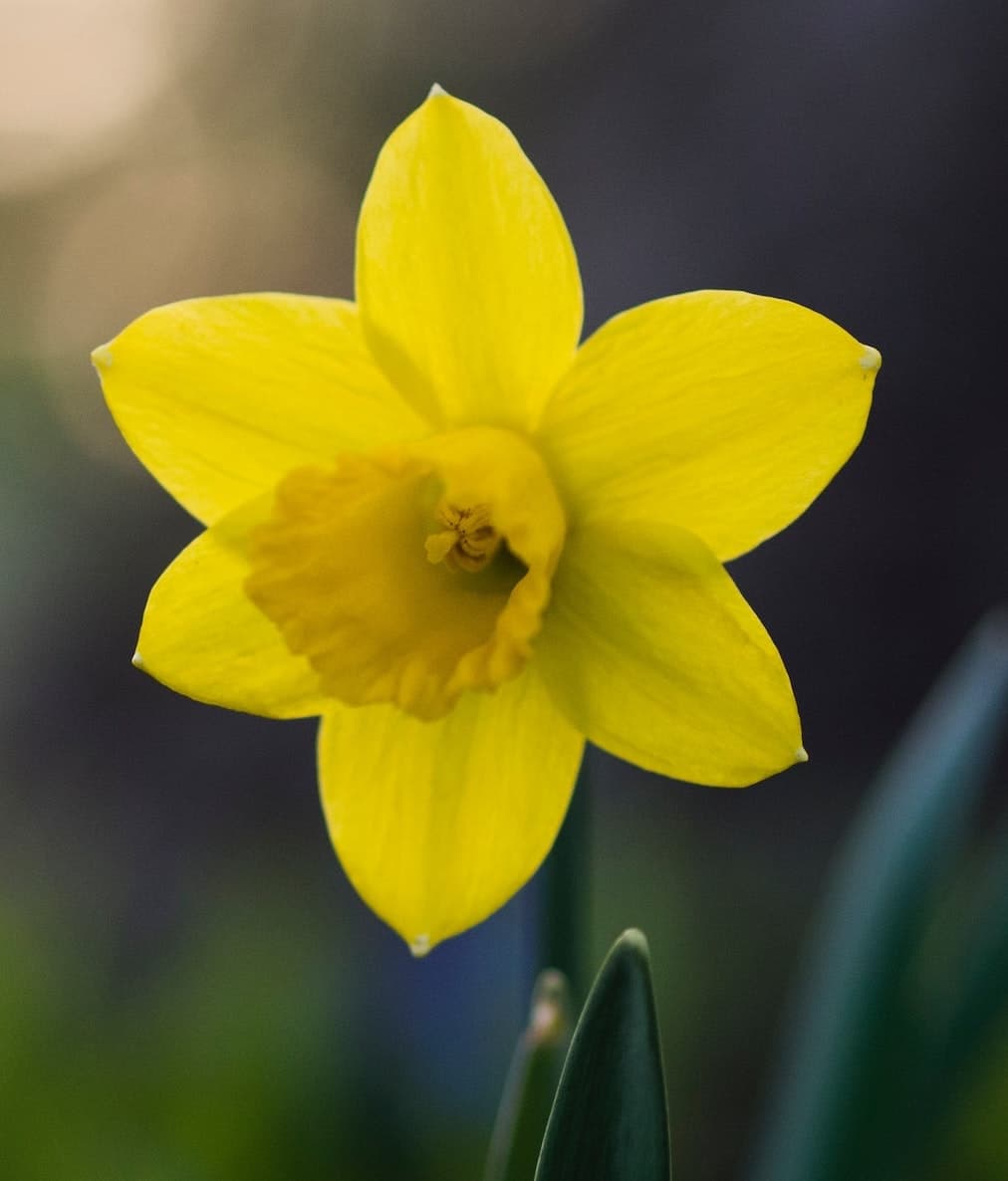 Daffodil
