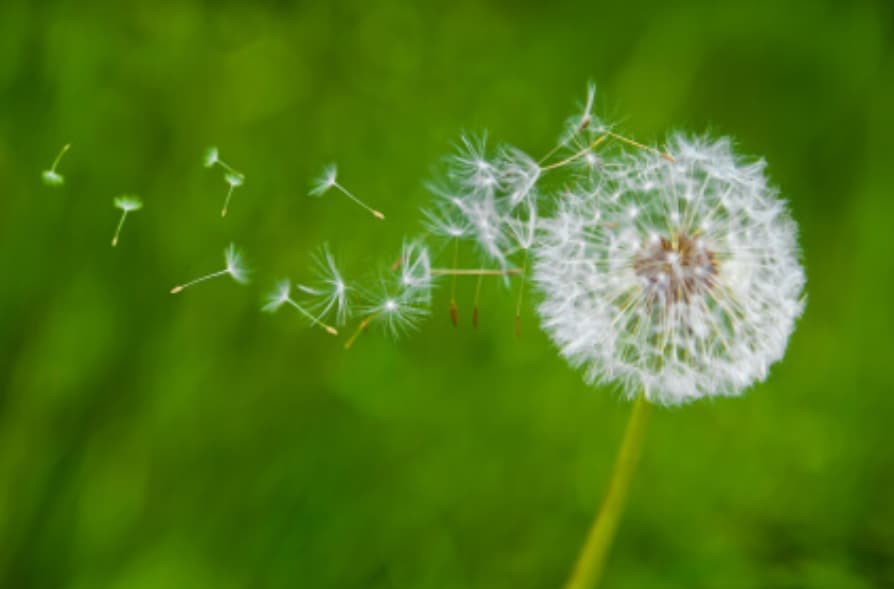 Dandelion