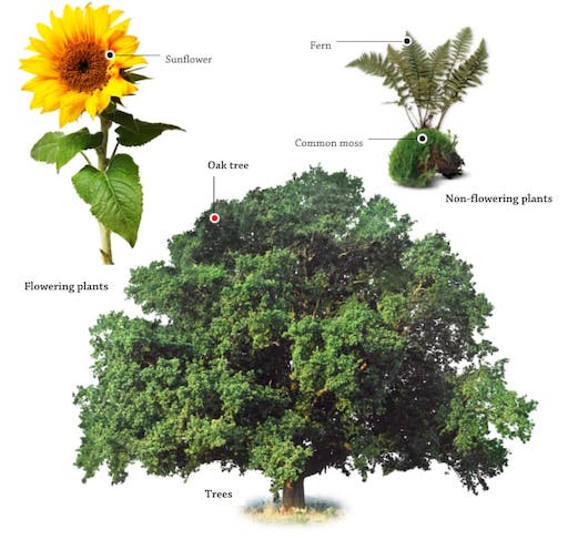 DK Find Out - Plants