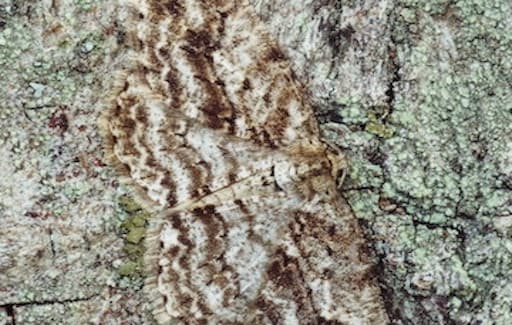An Engrailed Moth