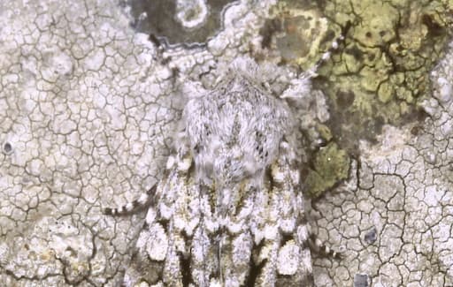 Moths - A Grey Chi Moth On A Rock