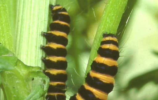 Moths - Warning - I Taste Horrid!