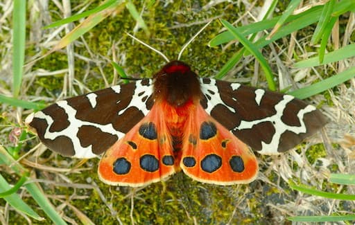 Moths - Garden Tiger