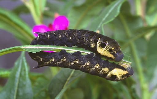 Elephant Hawk Moth Larva