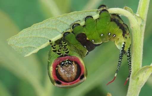 Moths - Puss moth caterpillar has a scary face and tails