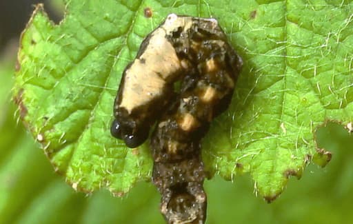 Peach Blossom Larva