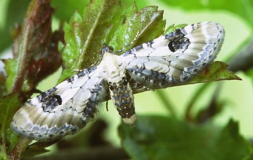 Moths - An Adult Lime-Speck Pug Moth