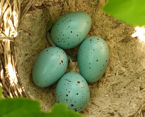Eggs In Nest
