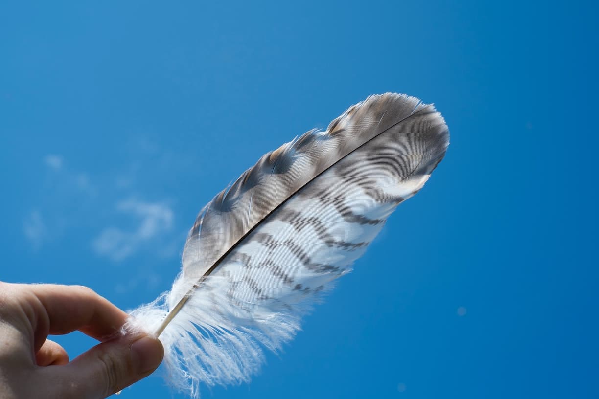 Feathers