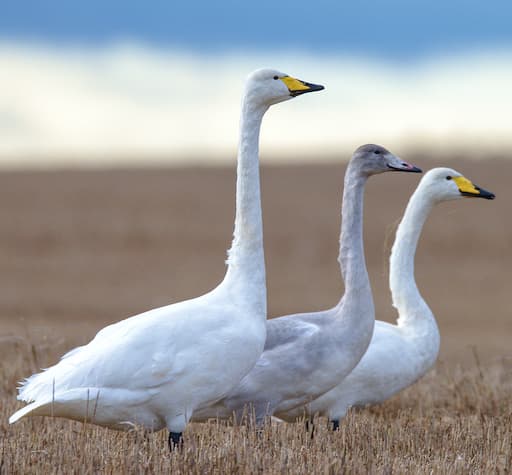 Whooper Swans