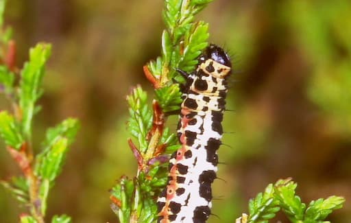 Magpie Moth