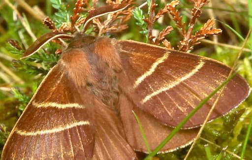 Fox Moth