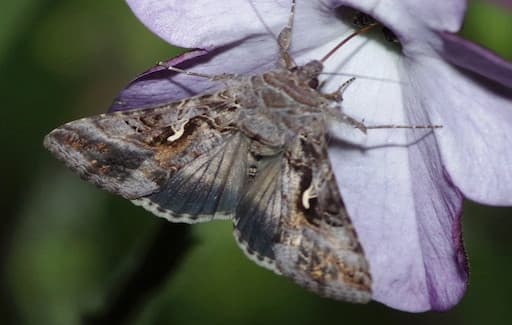 Fox Moth