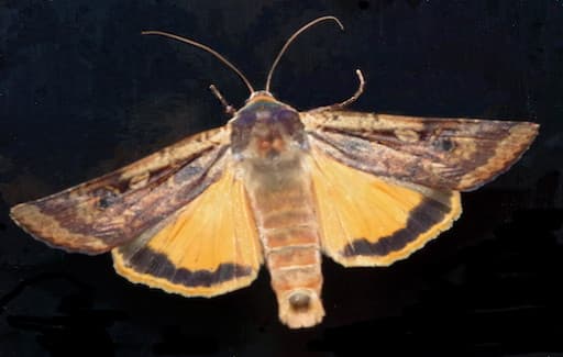 Large Yellow Underwing