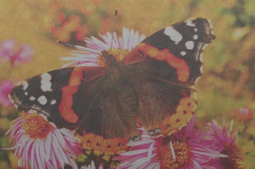 Butterfly Jigsaw