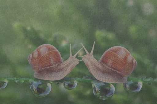 Snails Jigsaw