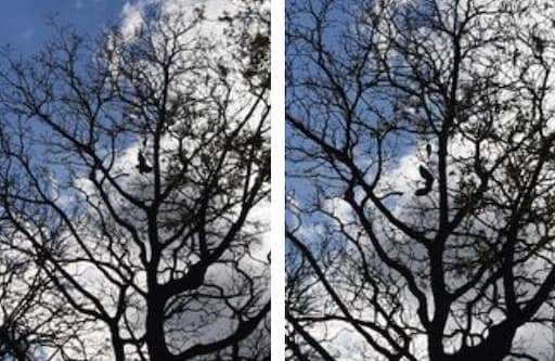 Litter in Trees
