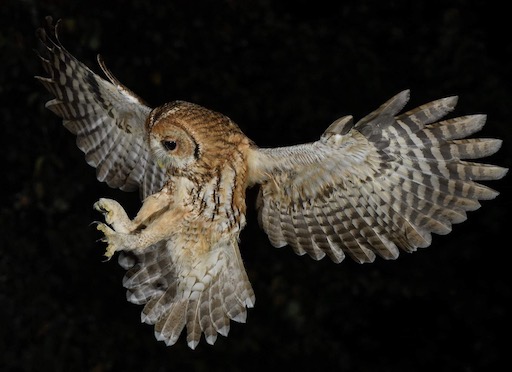 Tawny Owl