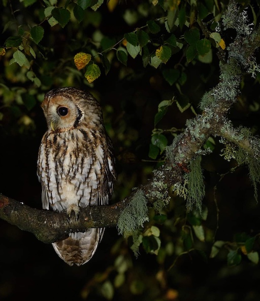 Tawny Owl