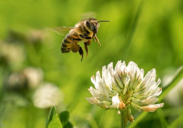 www.plantllife.org.uk