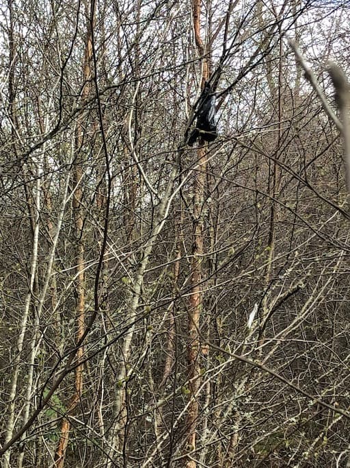 Old Plastic Waste In Trees