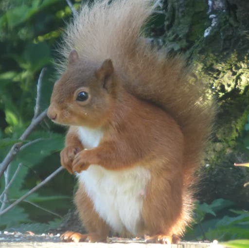 Red Squirrel