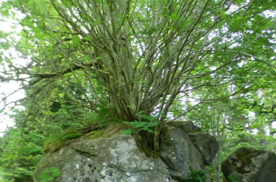 Rowan Tree