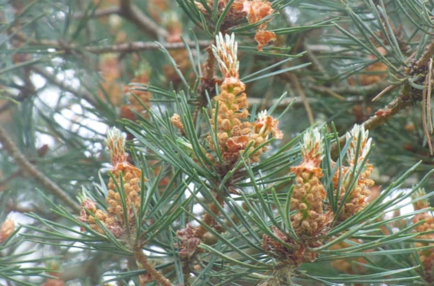 Scots Pine